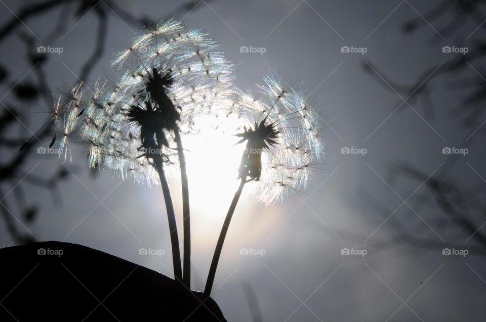 Silhouette of a bouquet of dandelions against the sky. Natural background. Flowers. 