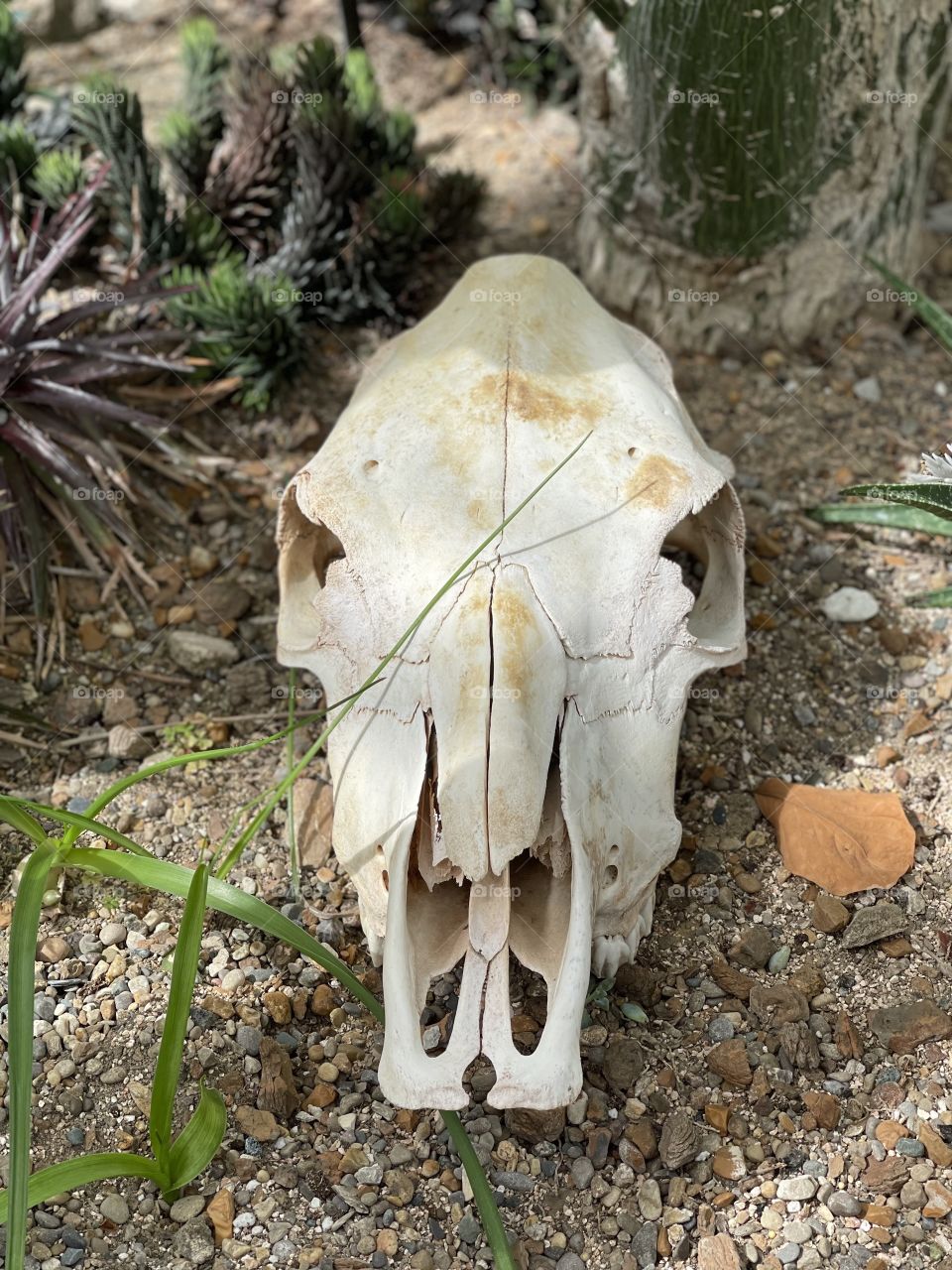 Skull found in desert!