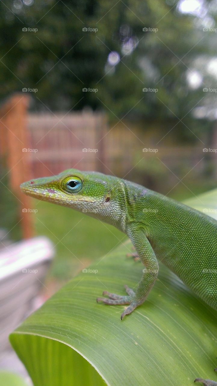 lizard of the corn