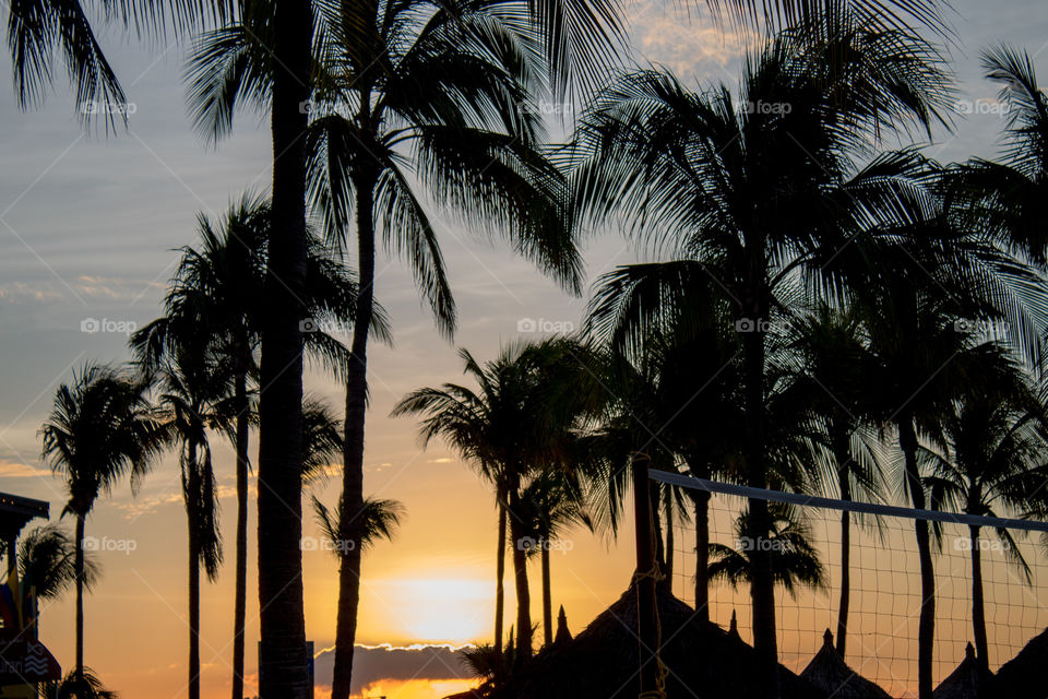 Palm tree silhouettes against a blue and yellow sunset