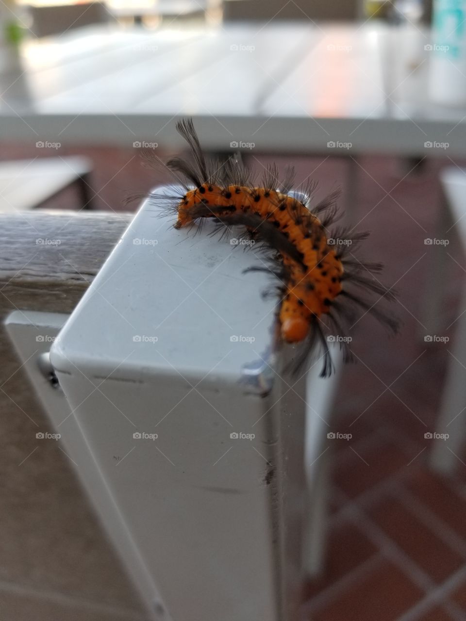 Caterpillar Undulating