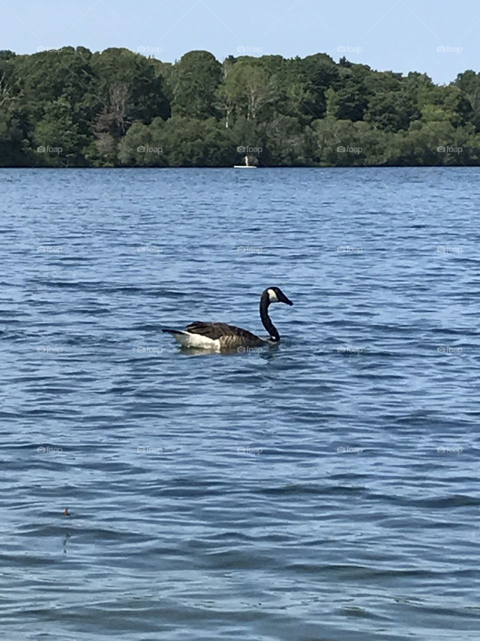 A Canadian goose.