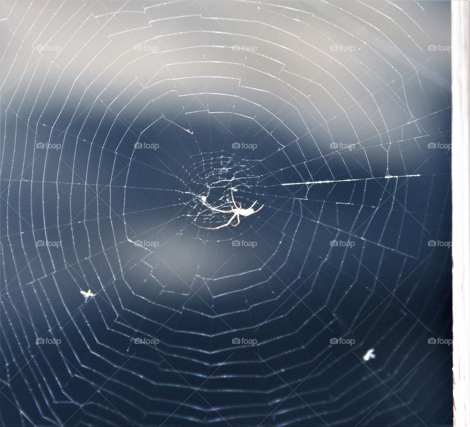 white spider in spiderweb