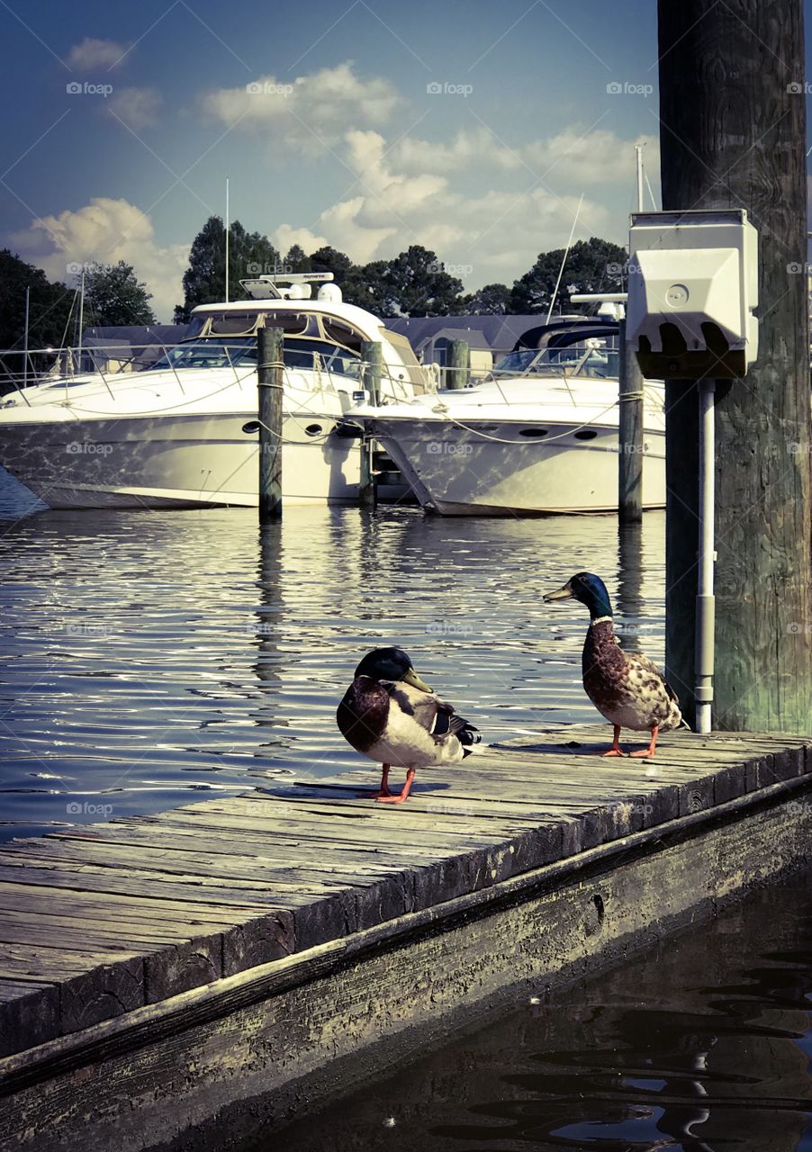 Two ducks resting on the dock