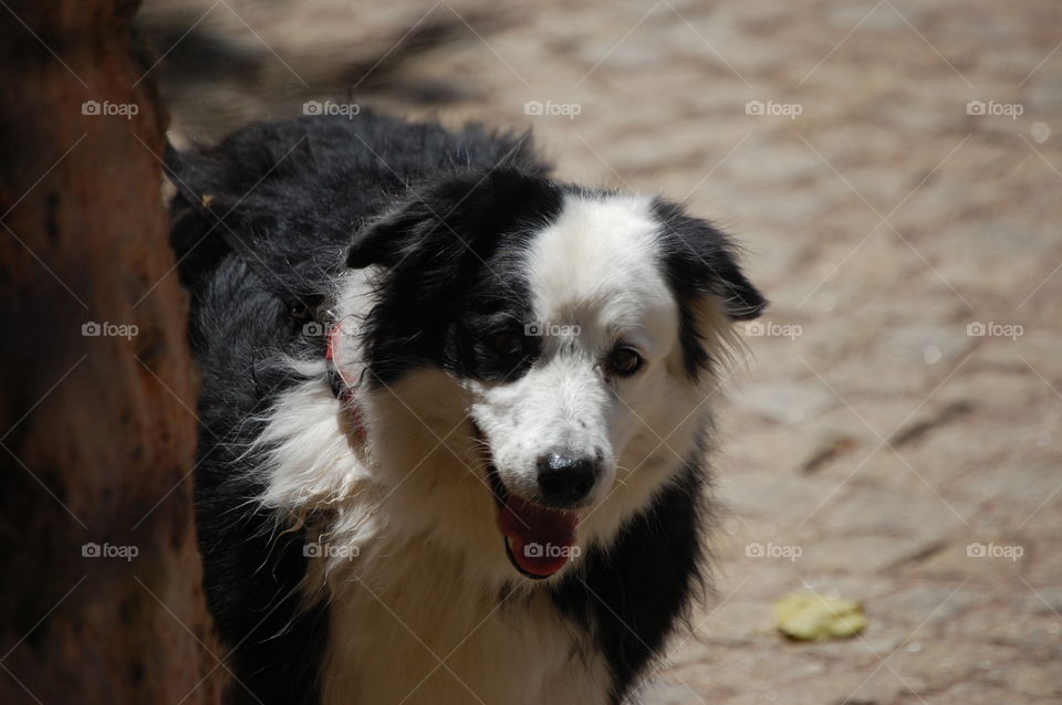 Happy dog