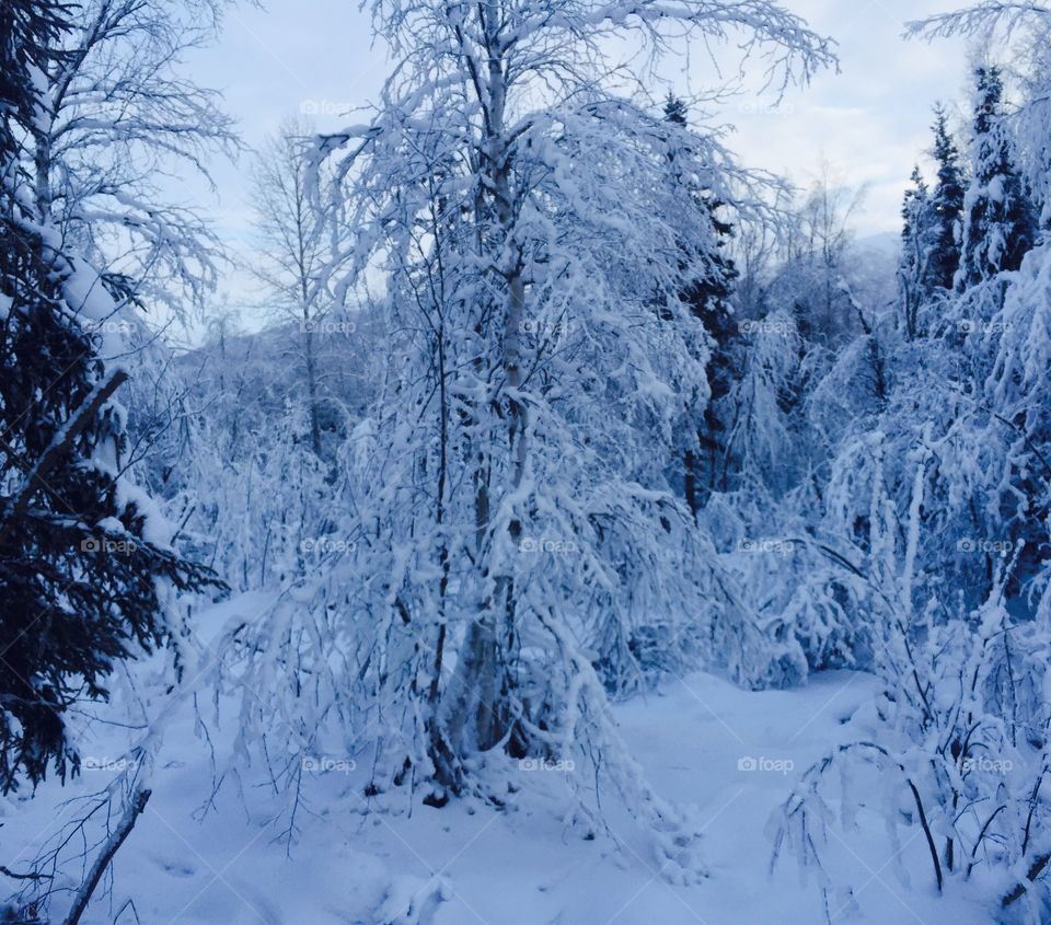 Frozen Swamp
Chugiak, Alaska
27 December 2016