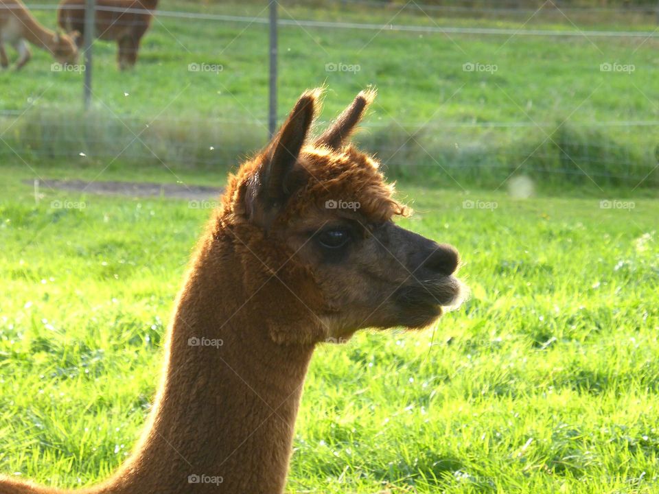 Alpaca in profile