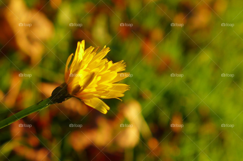 Close-up of yellow flower