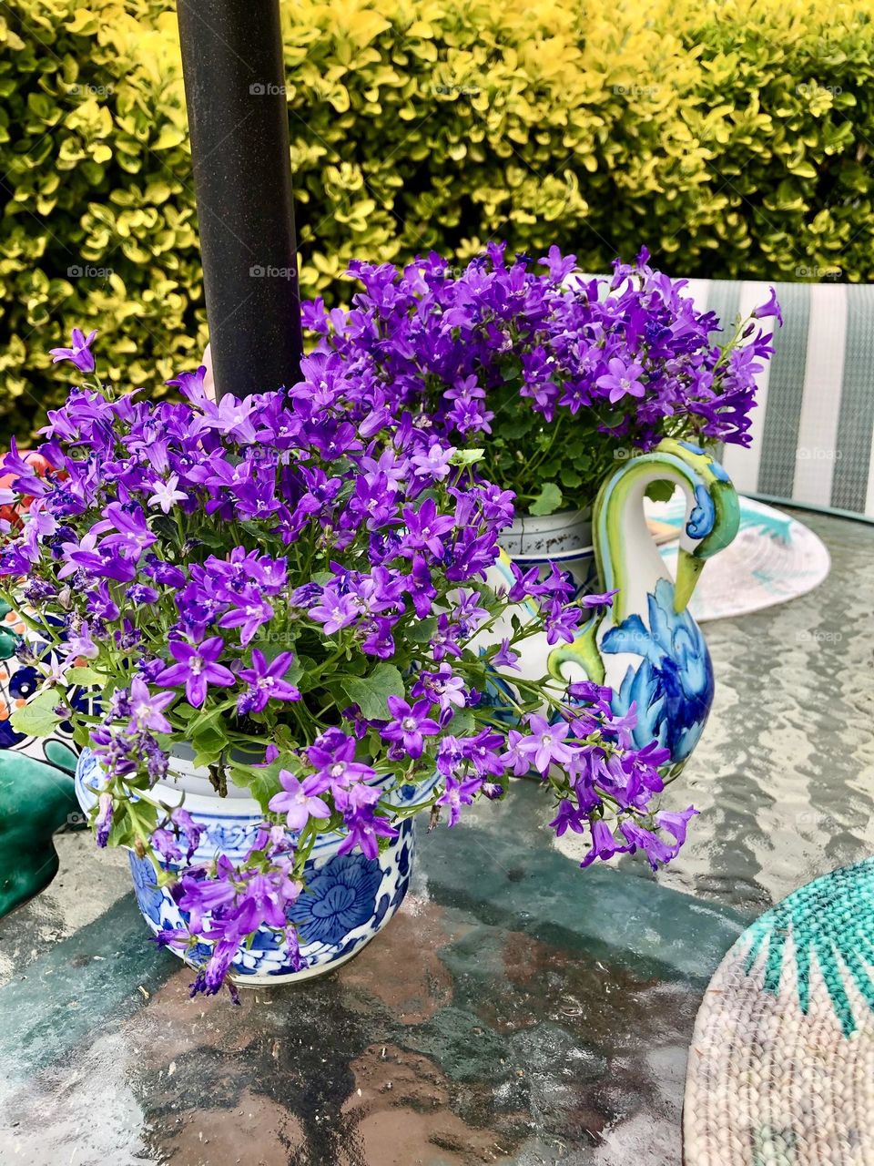 Lovely purple delicate flowers / Garden decorations 