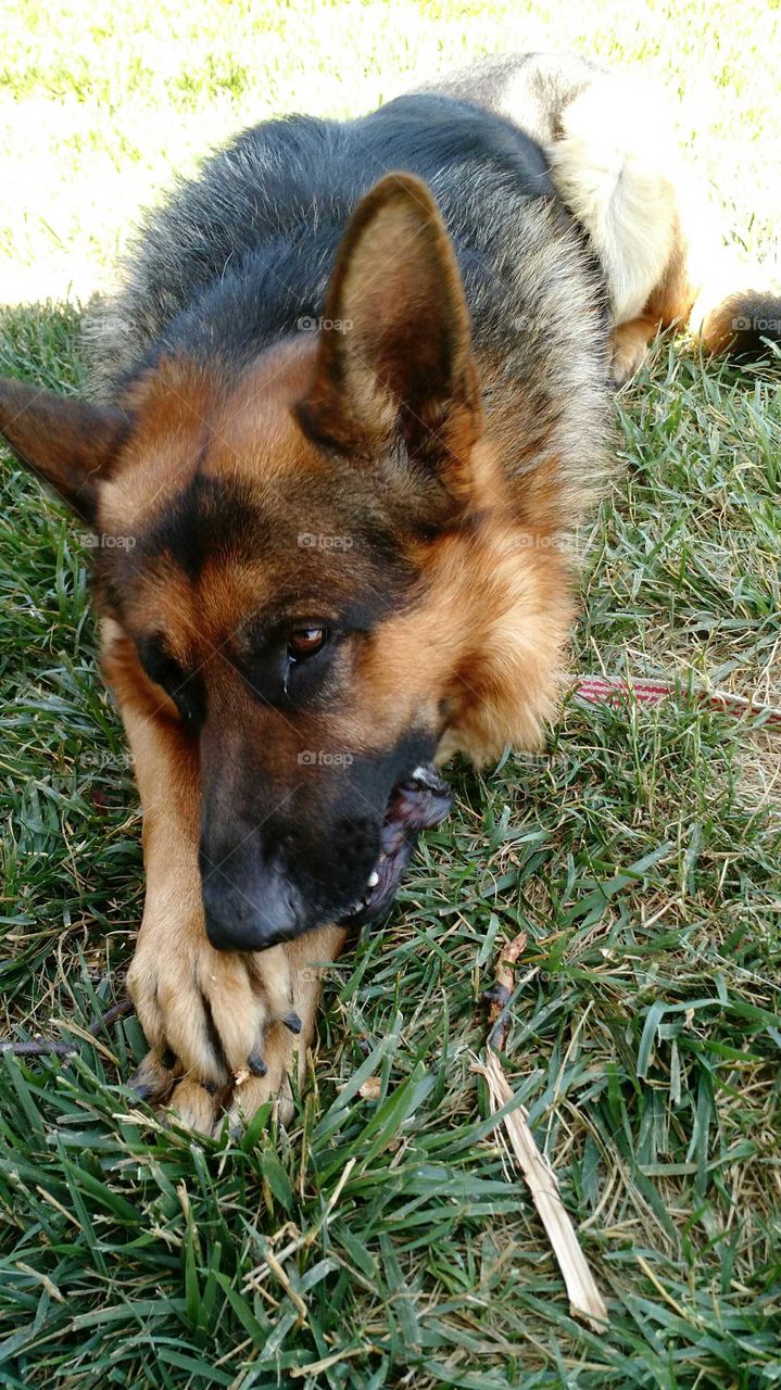 German Shepherd chewing on a stick in the grass