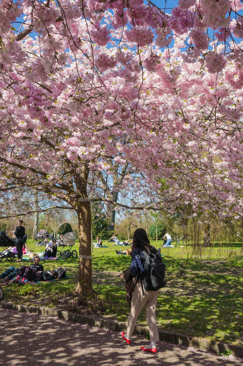 Pink park 