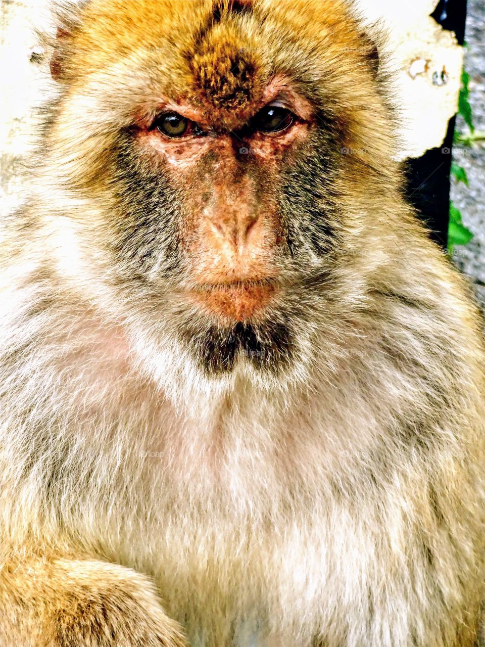 Monkey in Gibraltar 