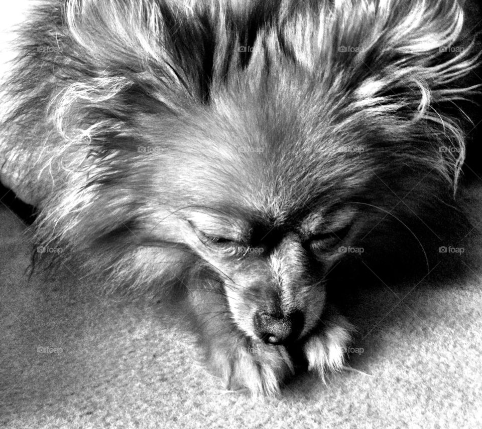 dog cute puppy sleep by binkyboo