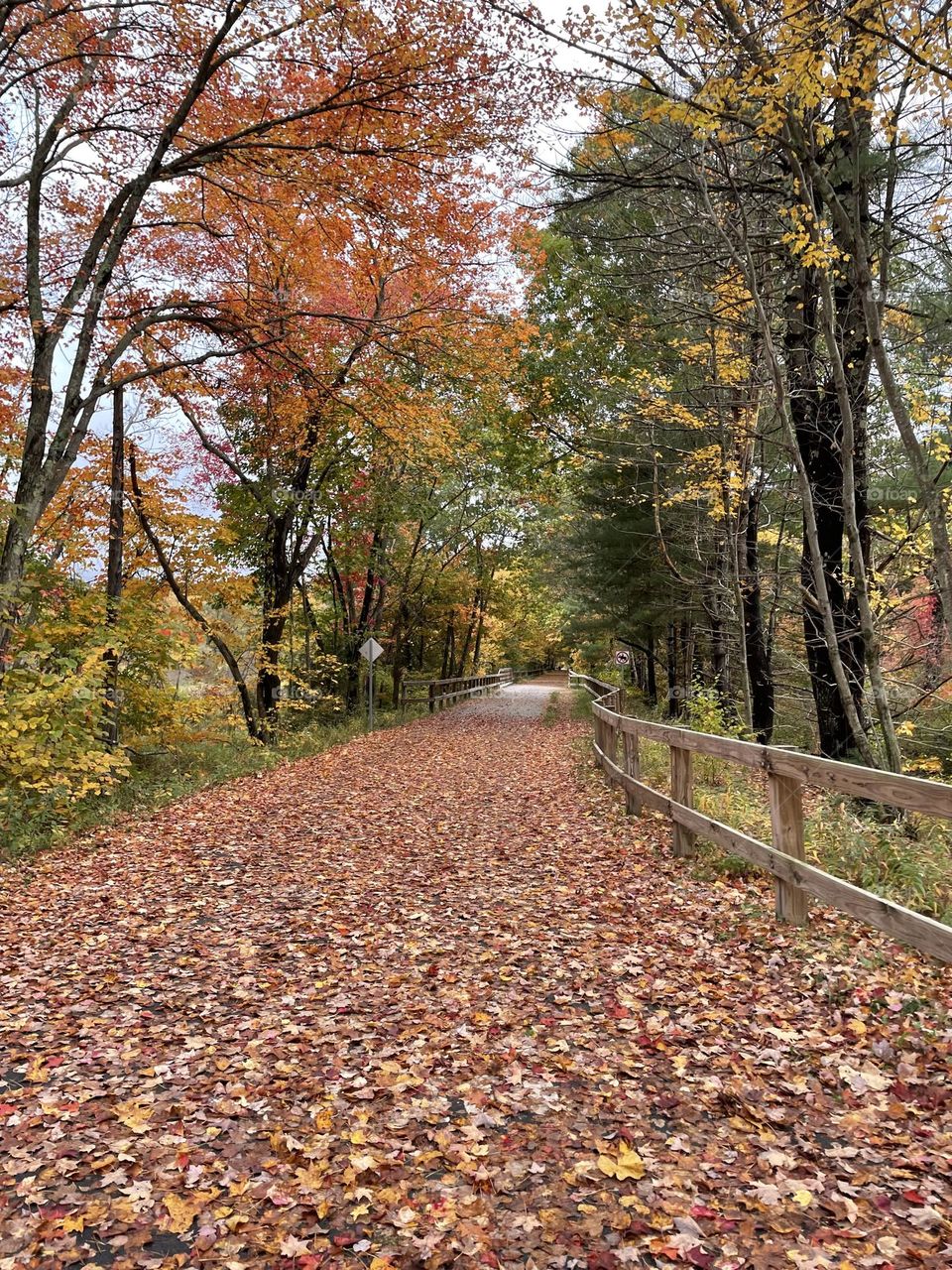 A peaceful autumn trail blanketed in a carpet of fallen leaves, creating a serene path through the quiet woods.