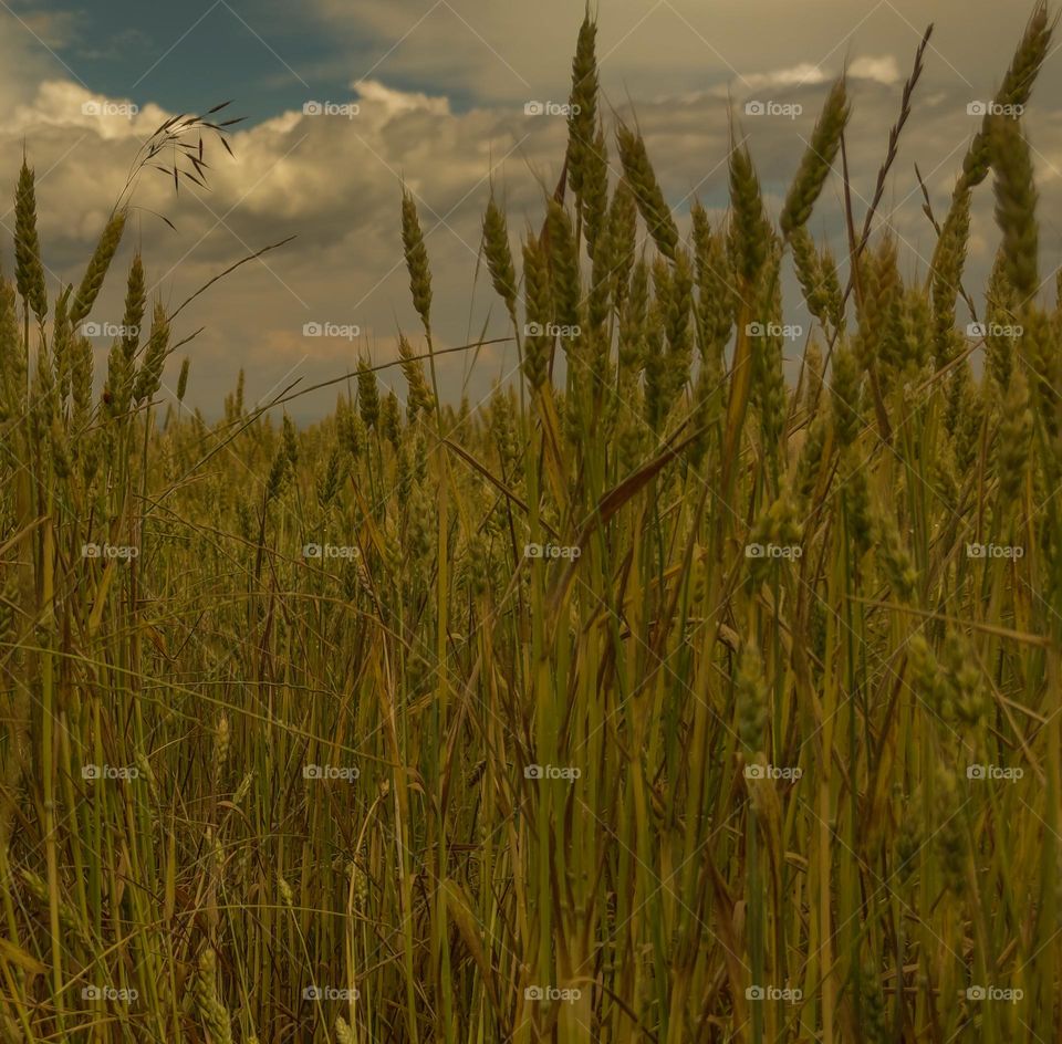 Crop field before rain