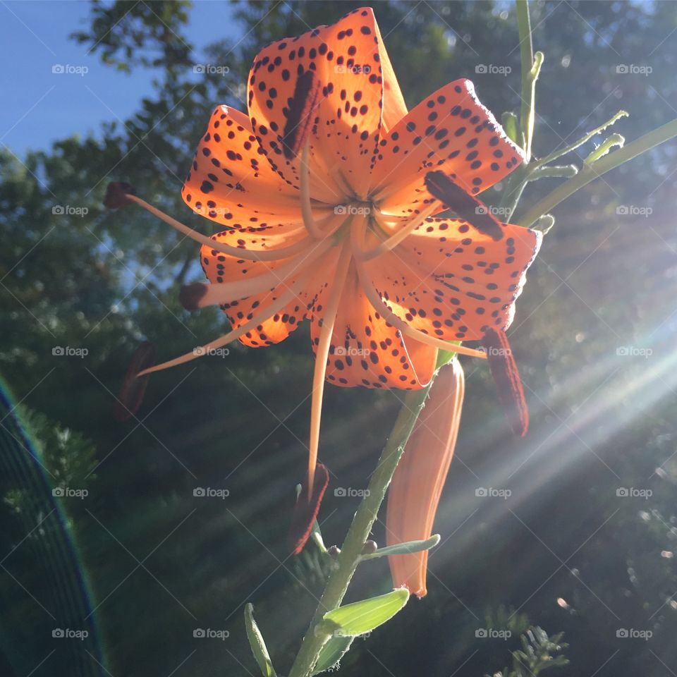 Vibrant Orange flower in sunlight