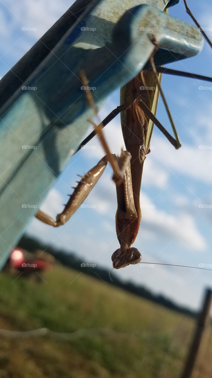 praying mantis