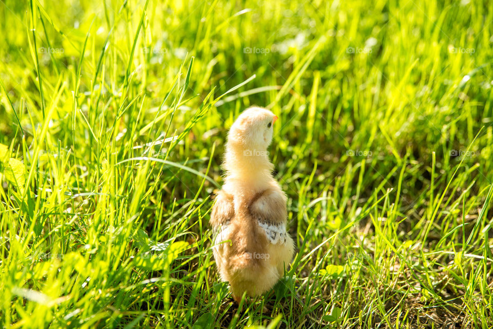 Little chicken looking at the grass