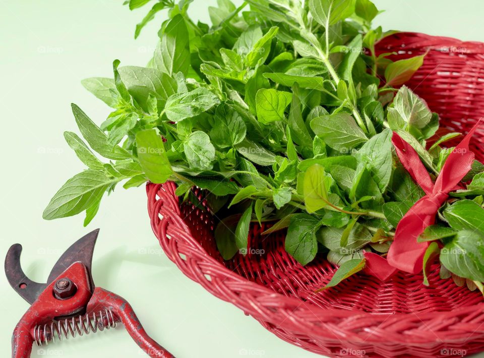 Green oregano in a red basket with secateurs