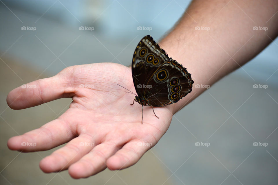 Butterfly in sanctuary