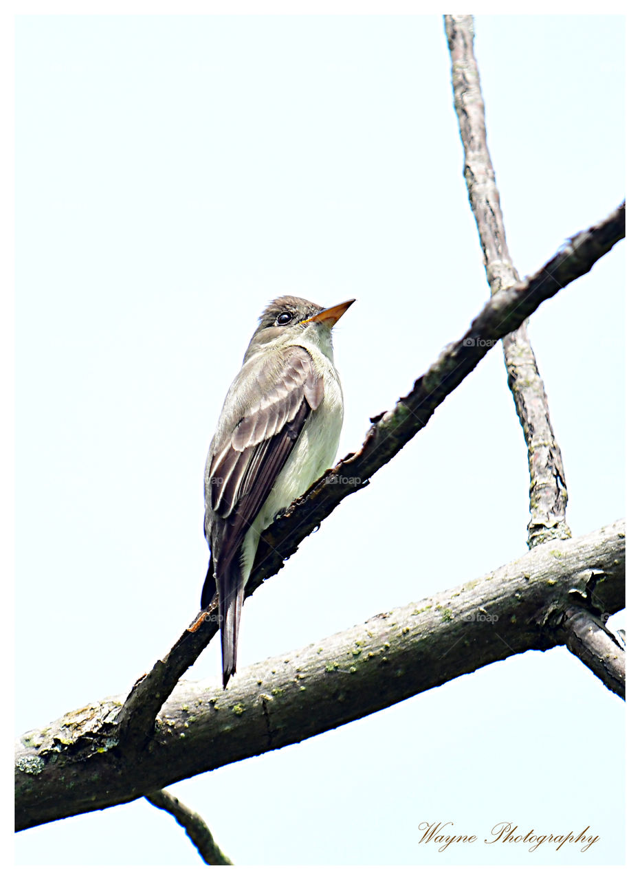 wood pewee