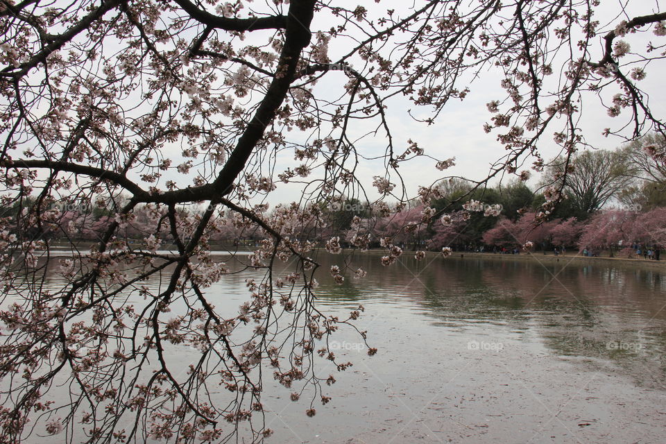 Cherry blossoms