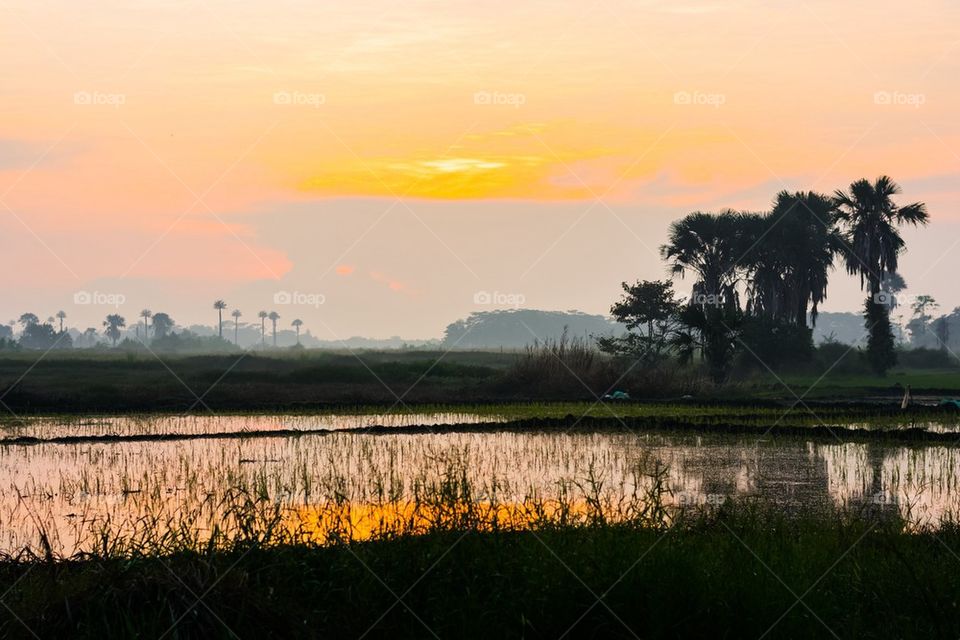 Padi Field