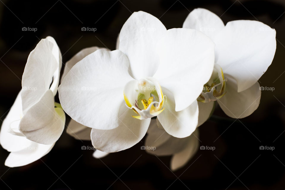 white orchids