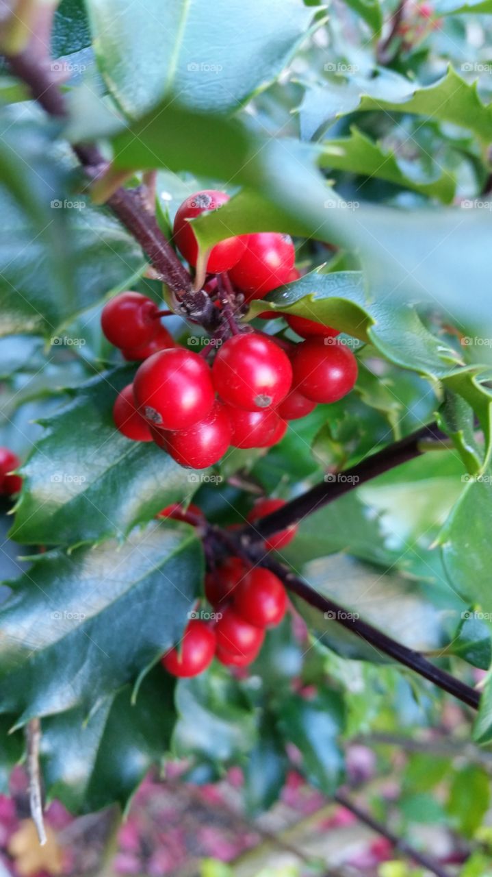 Holly Berries!