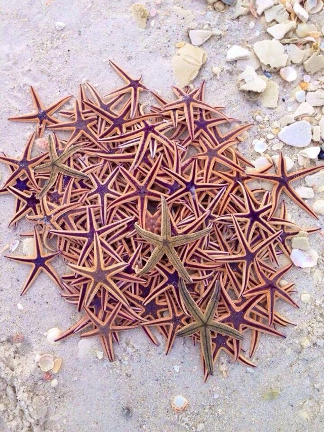 Starfish