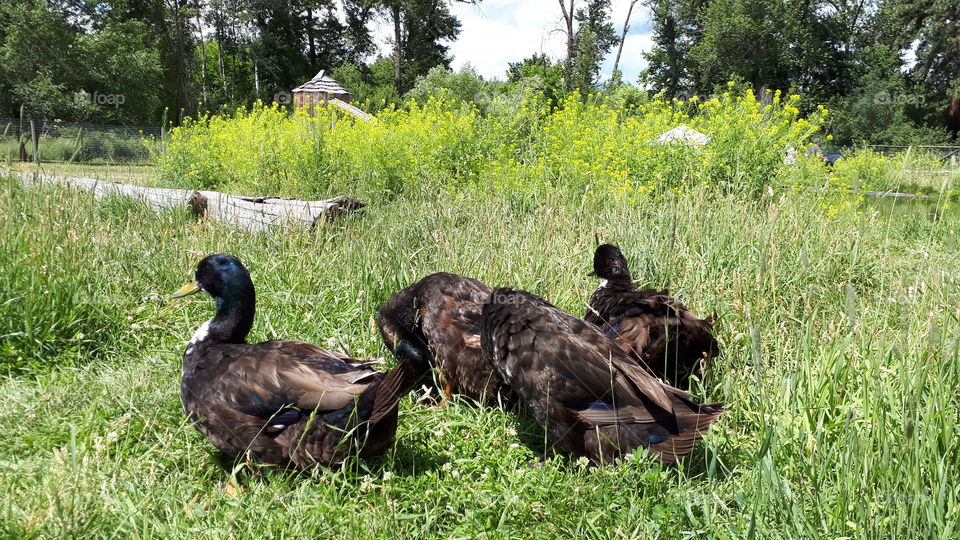 A Bunch of Waddling Ducks