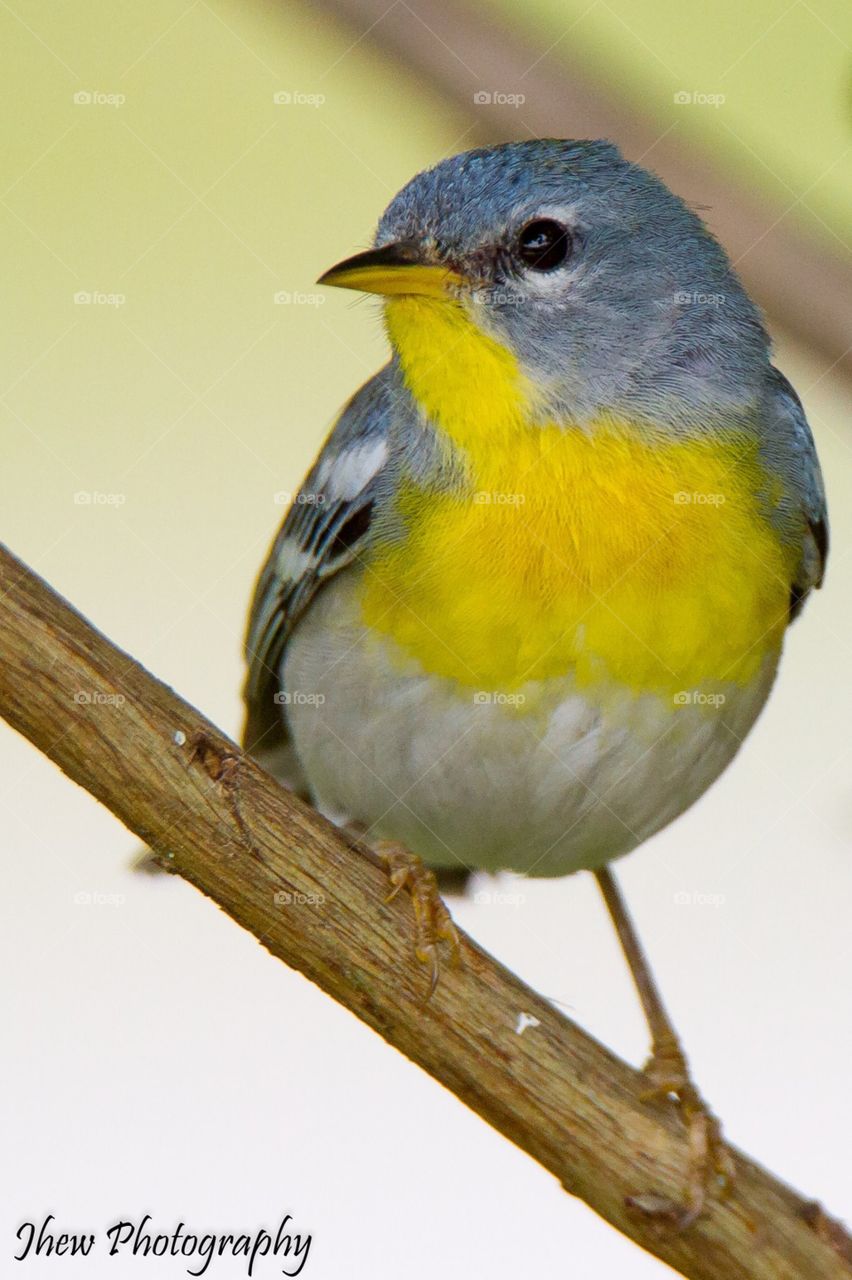 Northern Parula