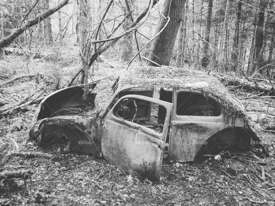 Abandoned Volkswagen Beetle with moss growing on it. Francis King Park, Vancouver Island, British Columbia, Canada. 