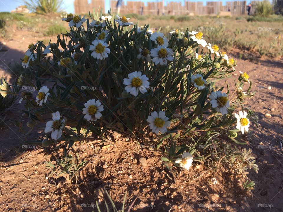 Desert florals 