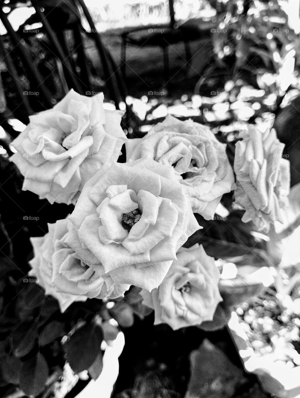 Roses in black and white 🖤🤍📸