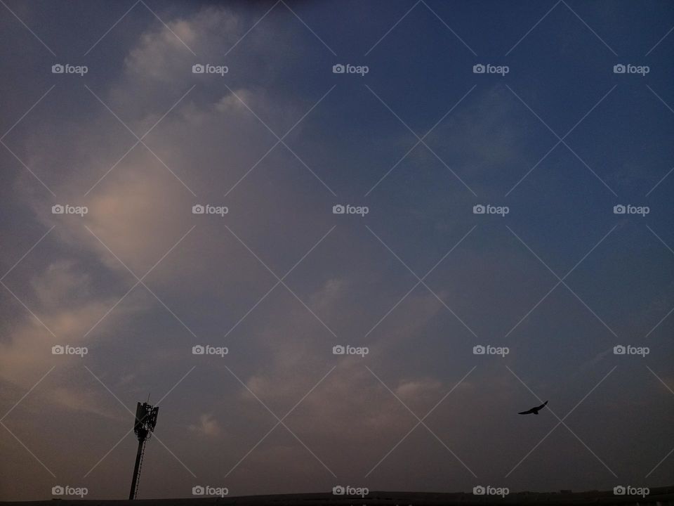 bird in the morning sky, from hostel terrace, the beauty of the moment is bird