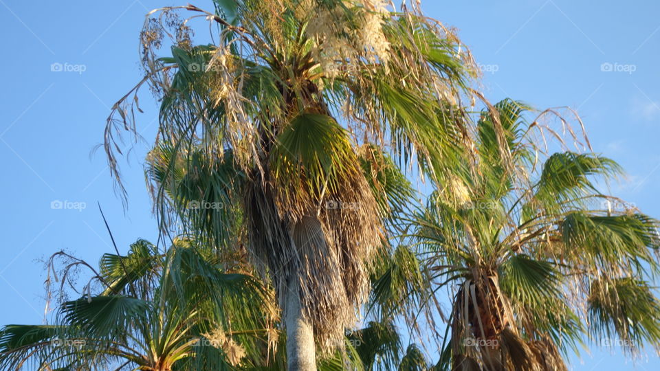 Palm Tree Tops 