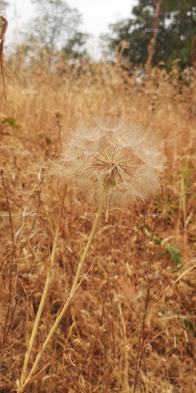 Dry Dandelion