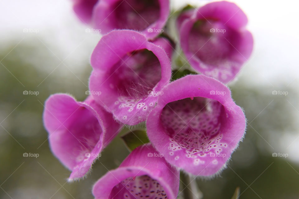 flowers plants macro purple by sicksaint77