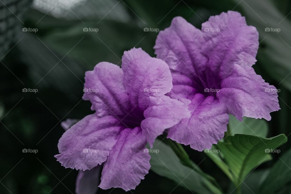 Double purple-pink flowers