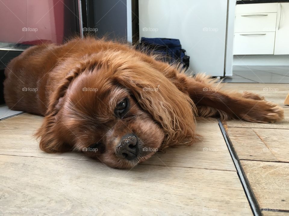 dog is half asleep relaxed 