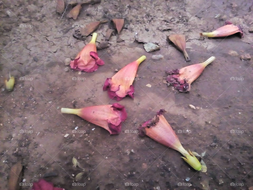 Whithered Red Flowers on Ground