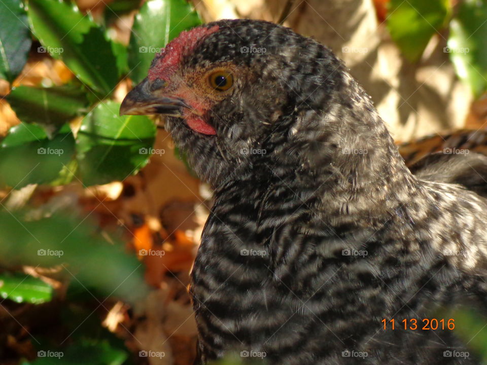Black and White Chicken
