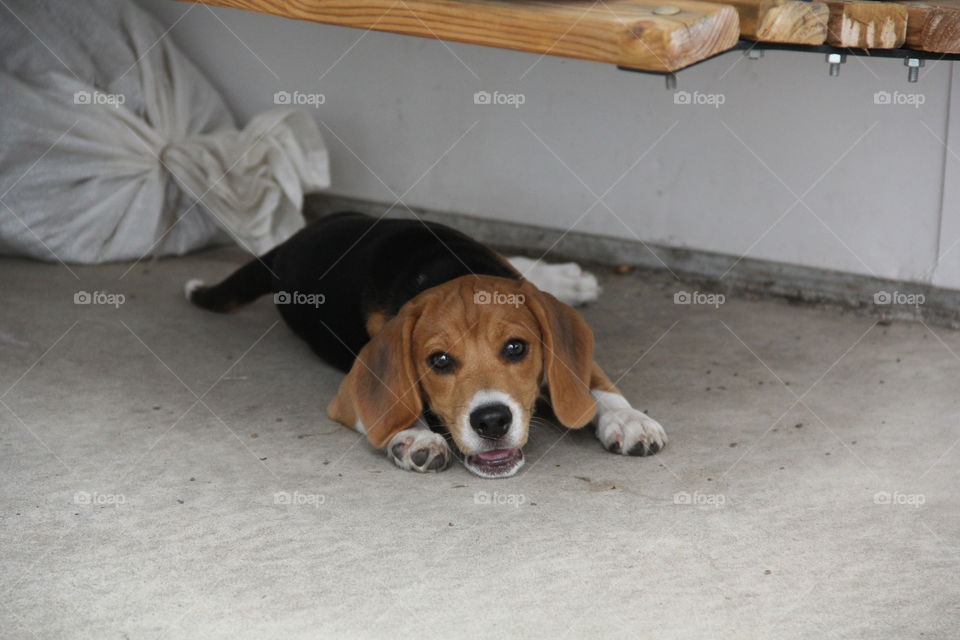 beagle smiles