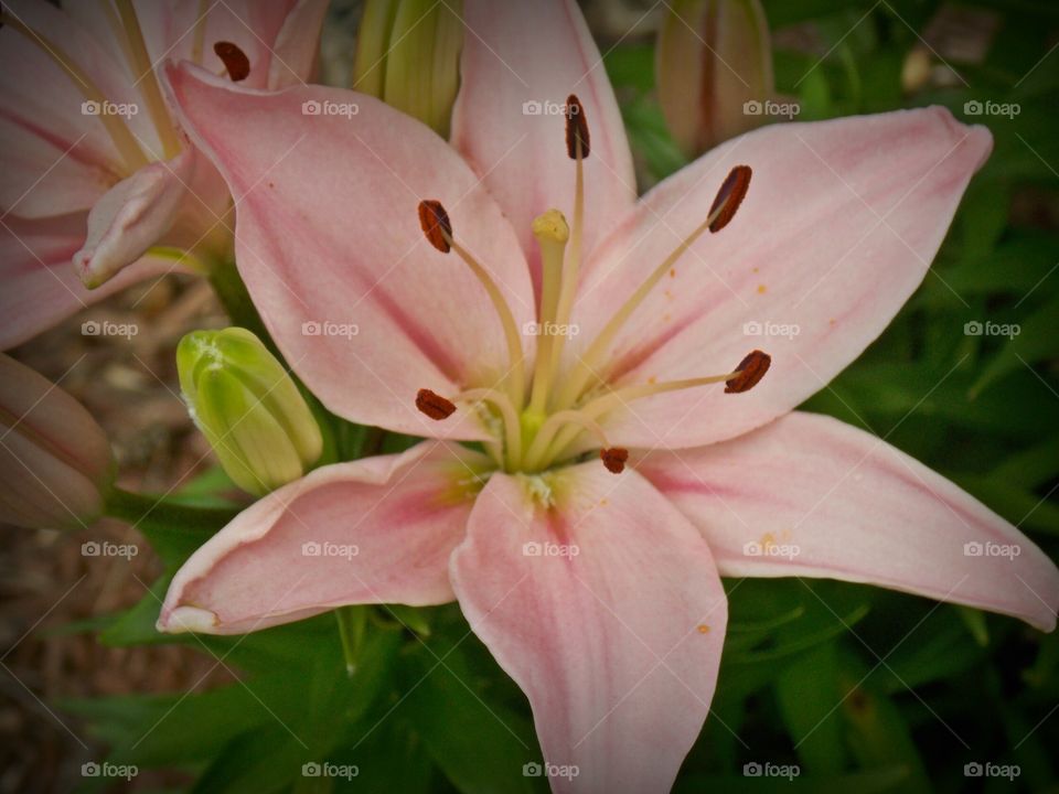 Lily. Garden flowers