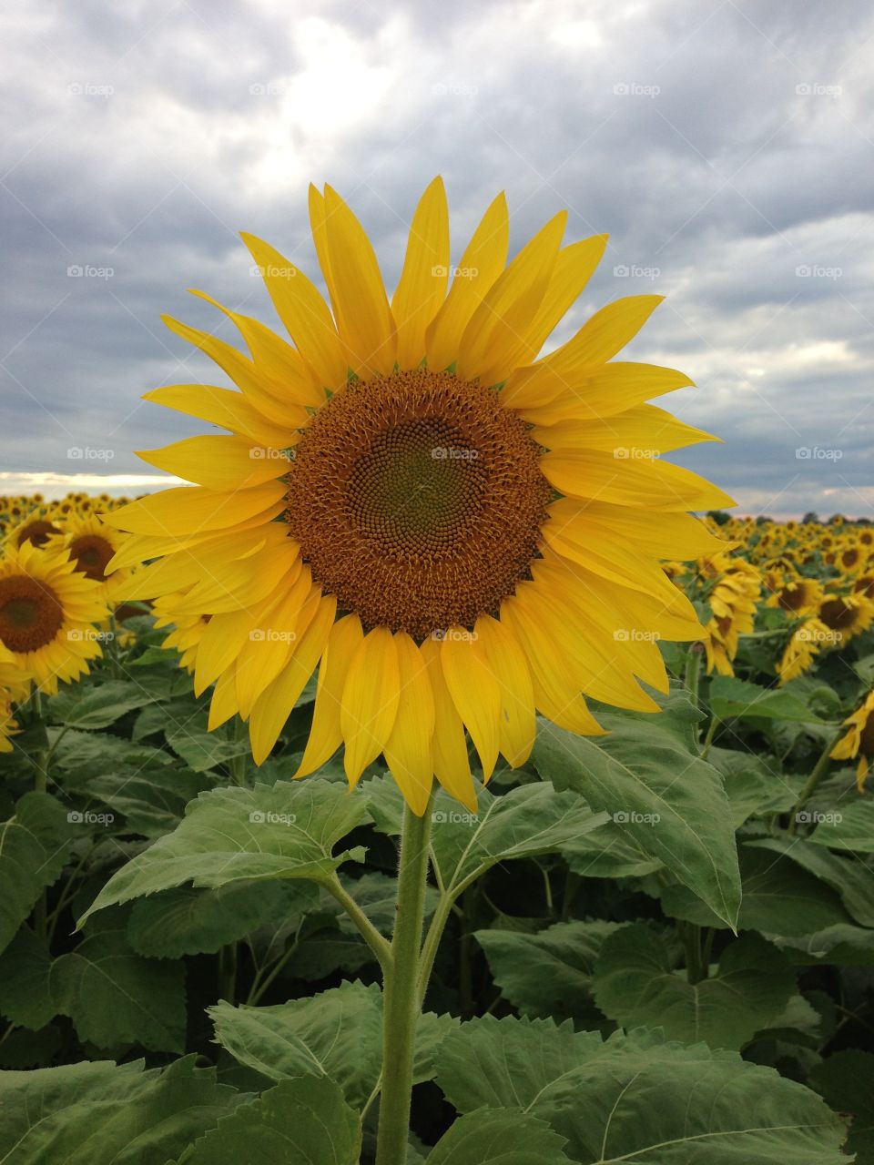 Sunflower standing up straight