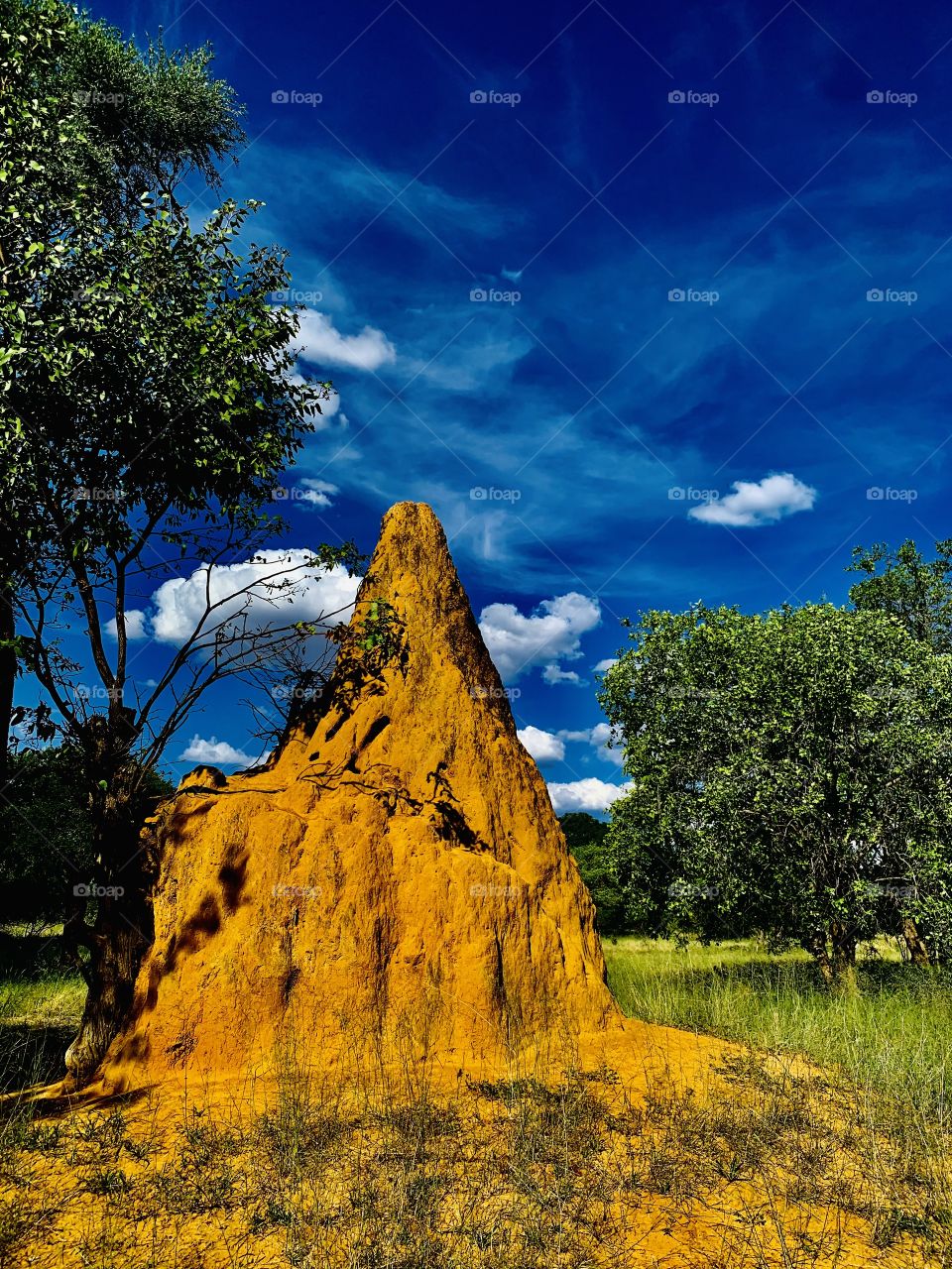 I love nature and all it’s chronicles. Here is a mount of clay soil built by termites. The most giant thing made by very small insects.