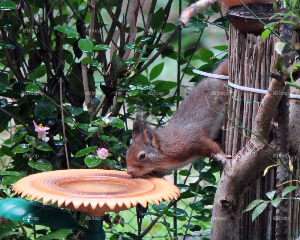 Squirrel drink water