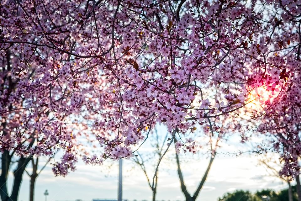 Flowering trees in spring 