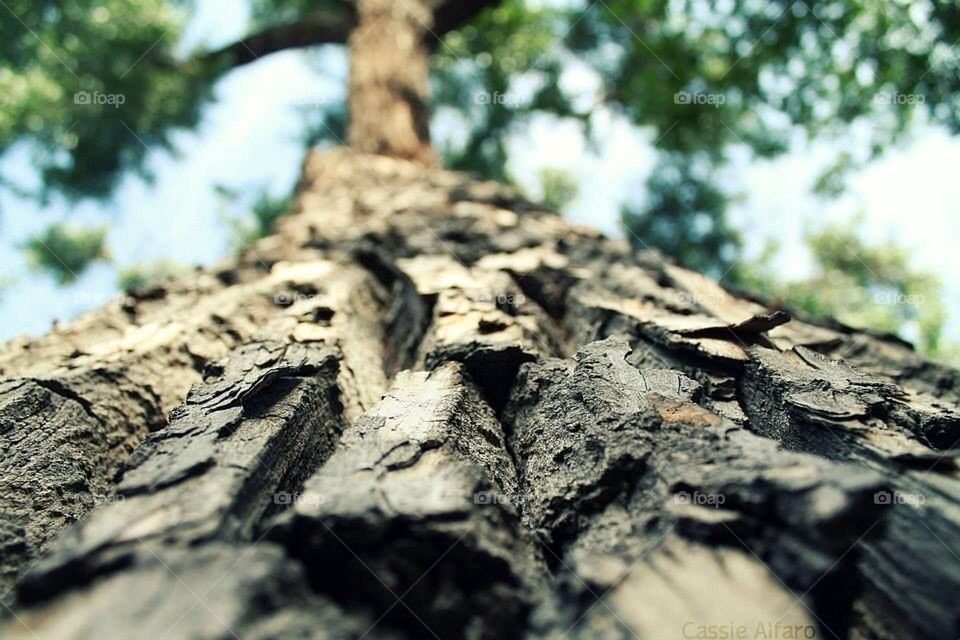 city wood tree texture by CassieStarFox